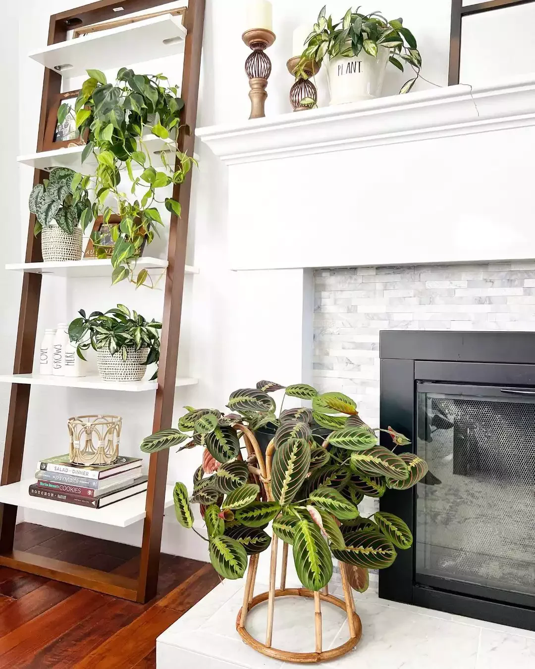 15 Creative Plant Display Ideas That'll Transform Your Home Into a Green Paradise 7 Turn a Bookshelf Into a Plant Shelf