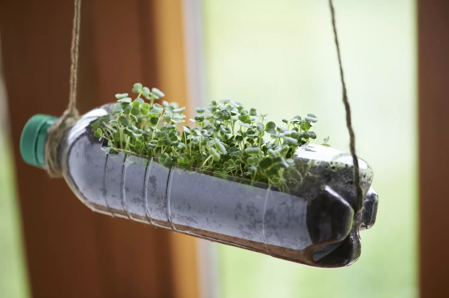 Turn an Old Bottle Into a Garden