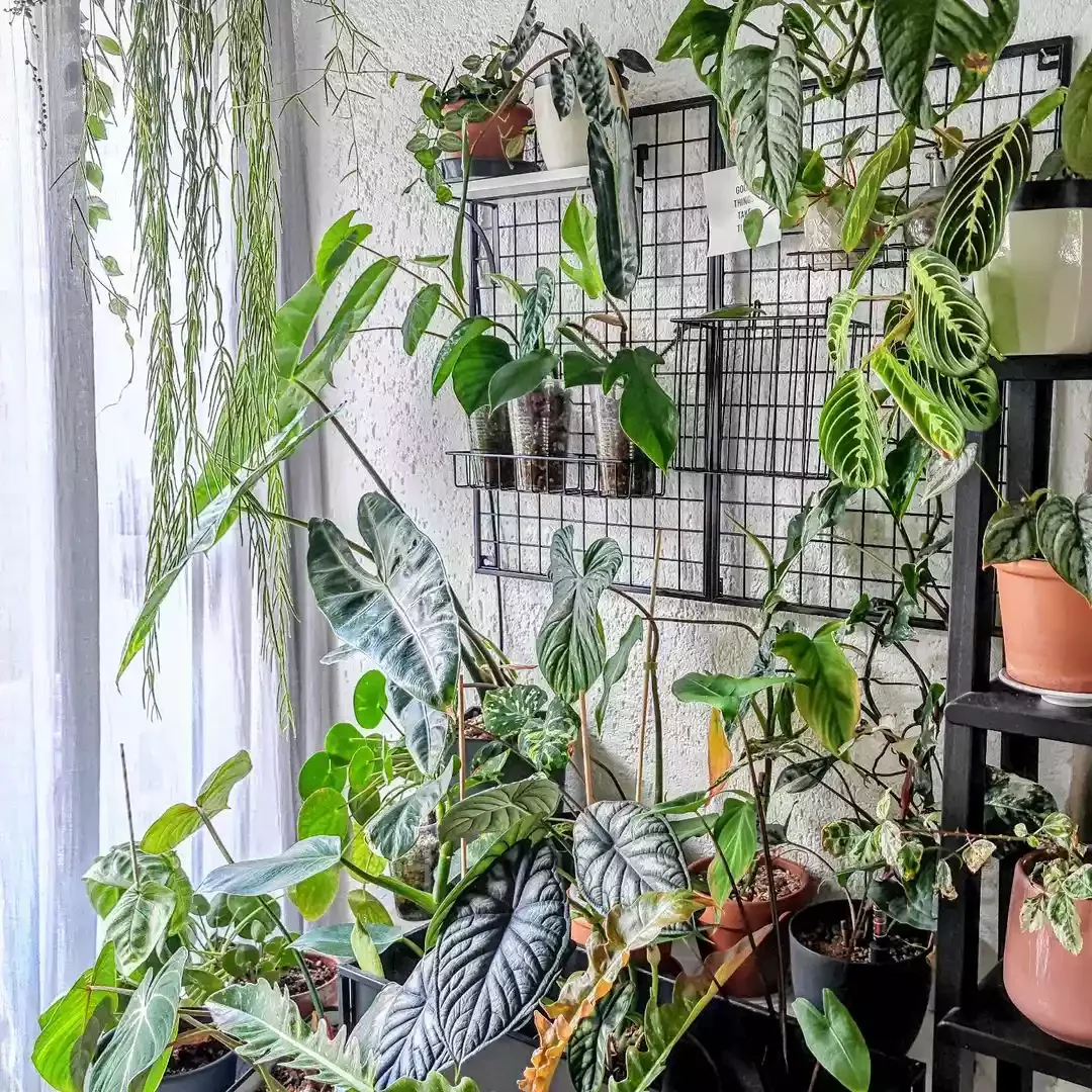 15 Indoor Plant Room Ideas to Create Your Personal Green Paradise 4 Undemanding DIY Vertical Wall