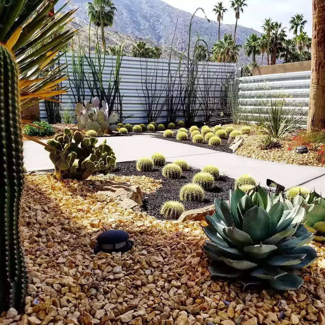 25 Breathtaking Desert Landscaping Ideas That Thrive in Hot Climates Understand the Difference Between a Cactus and Succulent