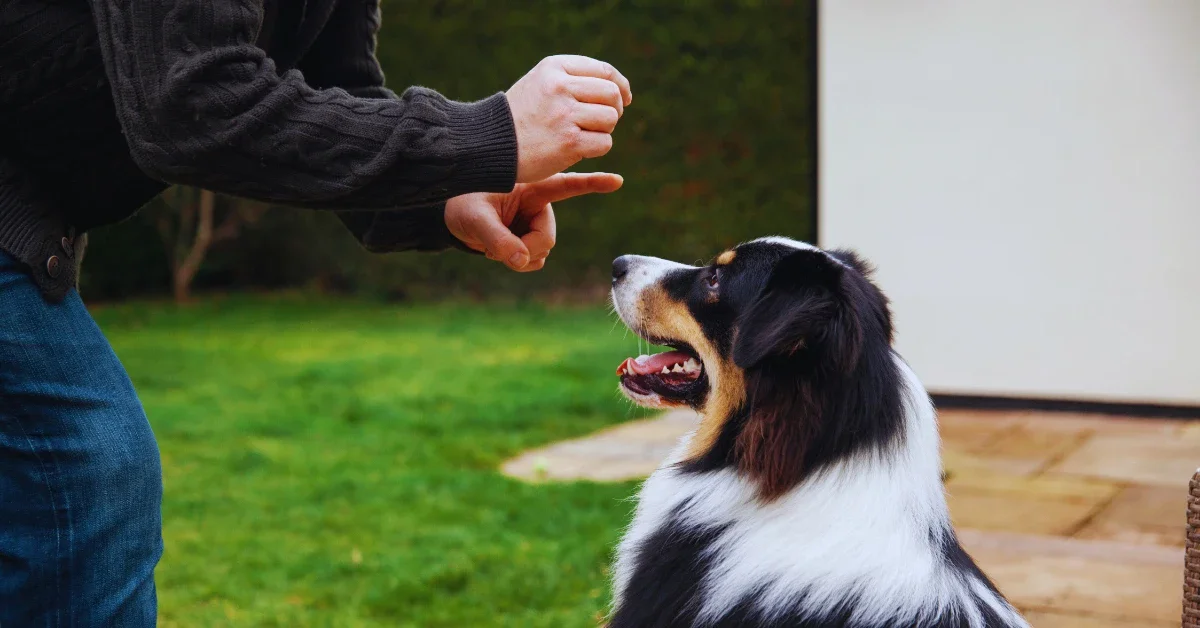 Understanding The Legal Responsibility Of Dog Owners And Landlords
