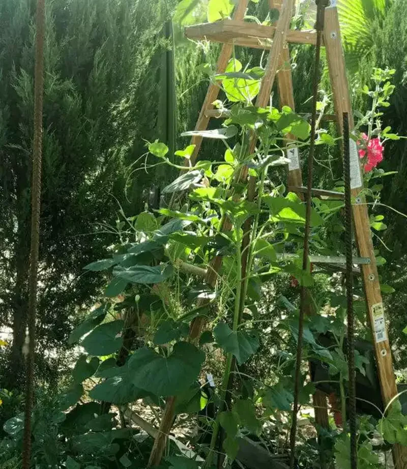 Upcycled Ladder Trellis