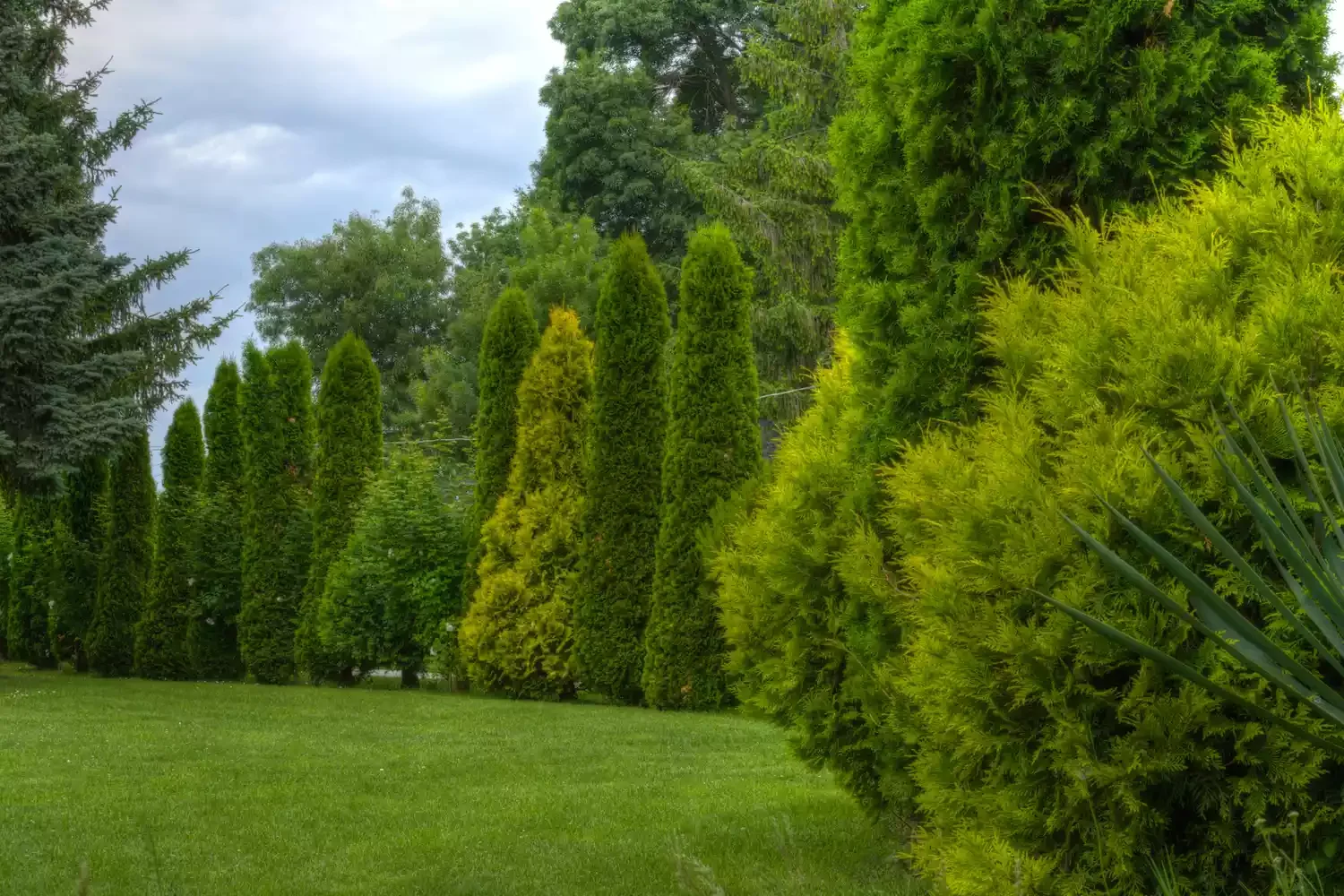 Use Assorted Evergreens for a Four Season Border