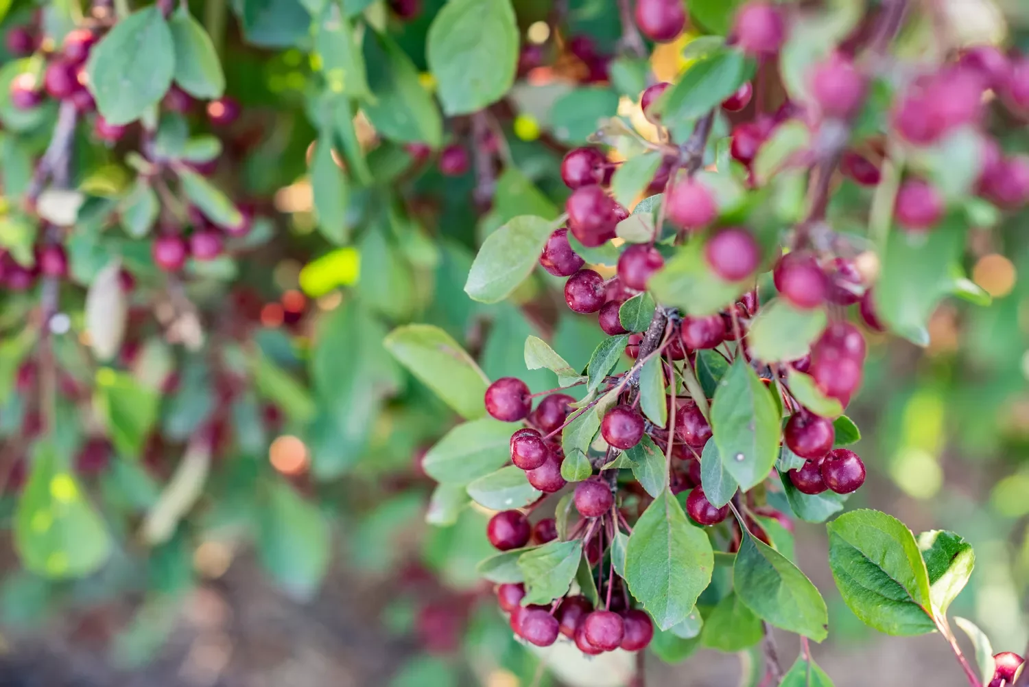 12 Winter Landscape Design Ideas That Keep Your Outdoor Space Colorful and Cozy Use Berries and Bark