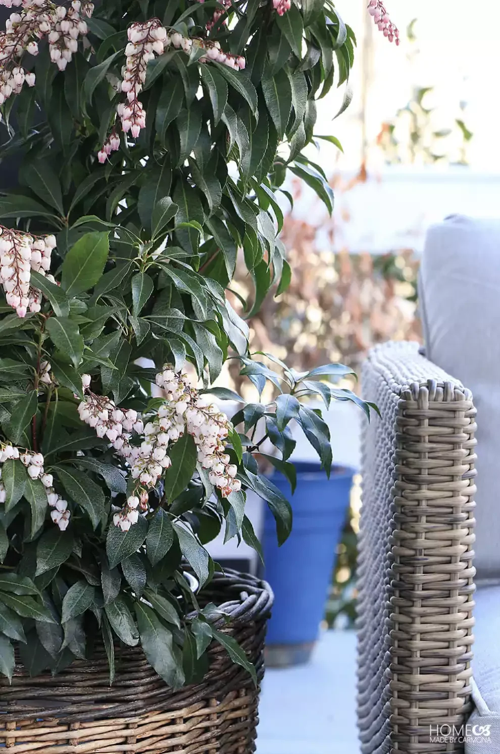 Use Cold Weather Hardy Plants
