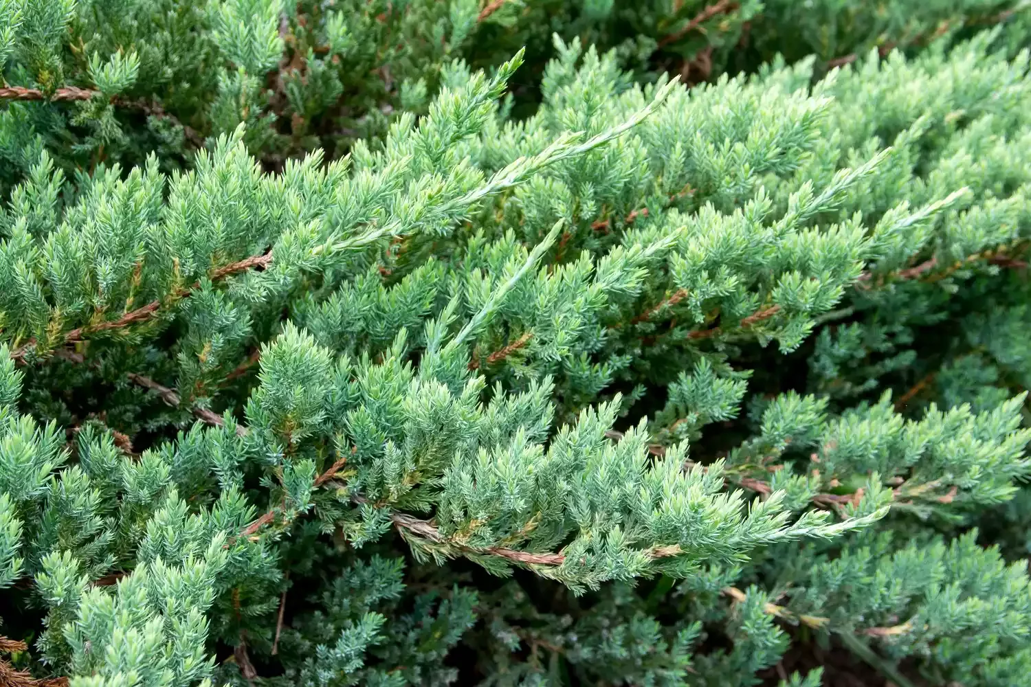 12 Winter Landscape Design Ideas That Keep Your Outdoor Space Colorful and Cozy Use Evergreens