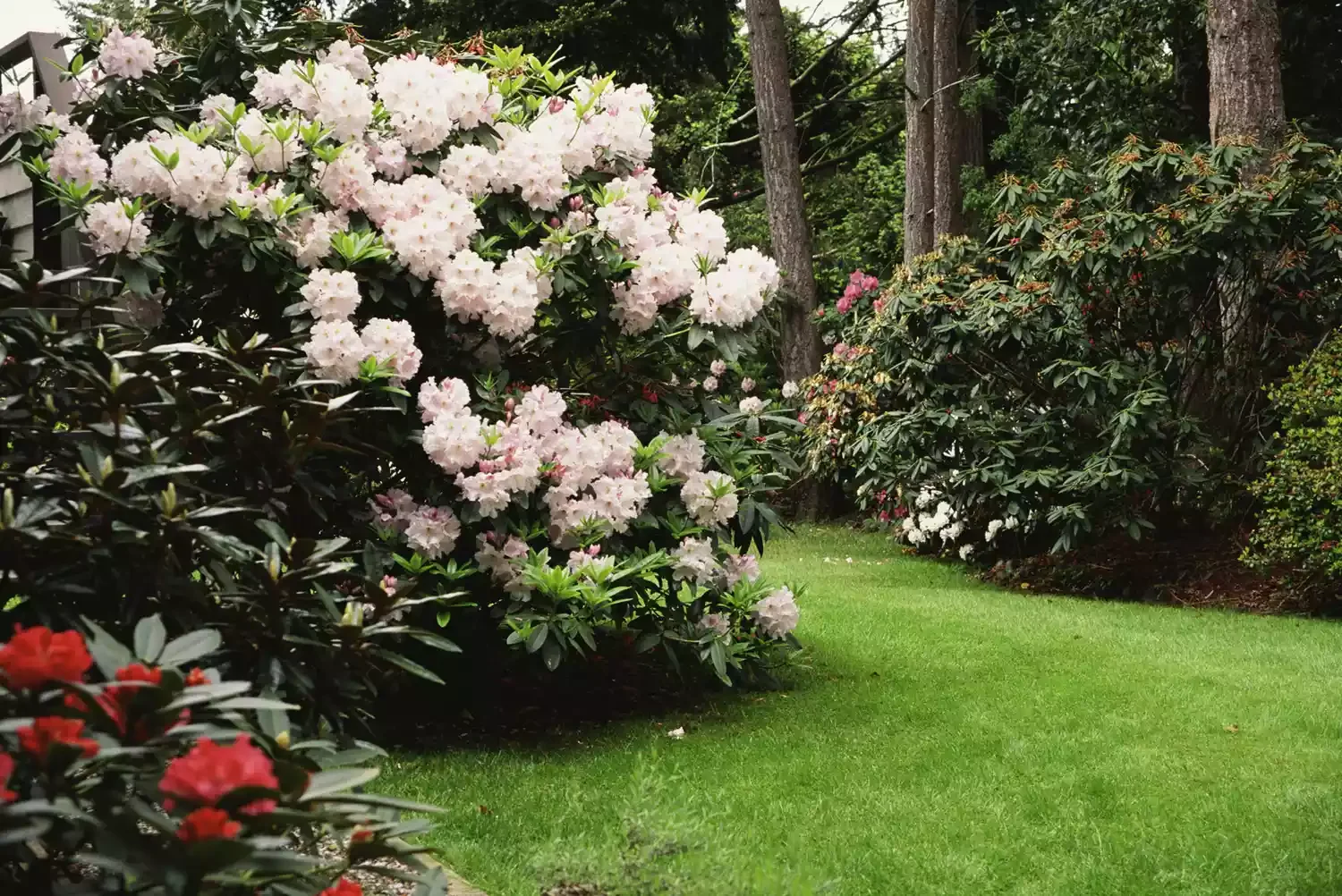 Use Flowering Shrubs