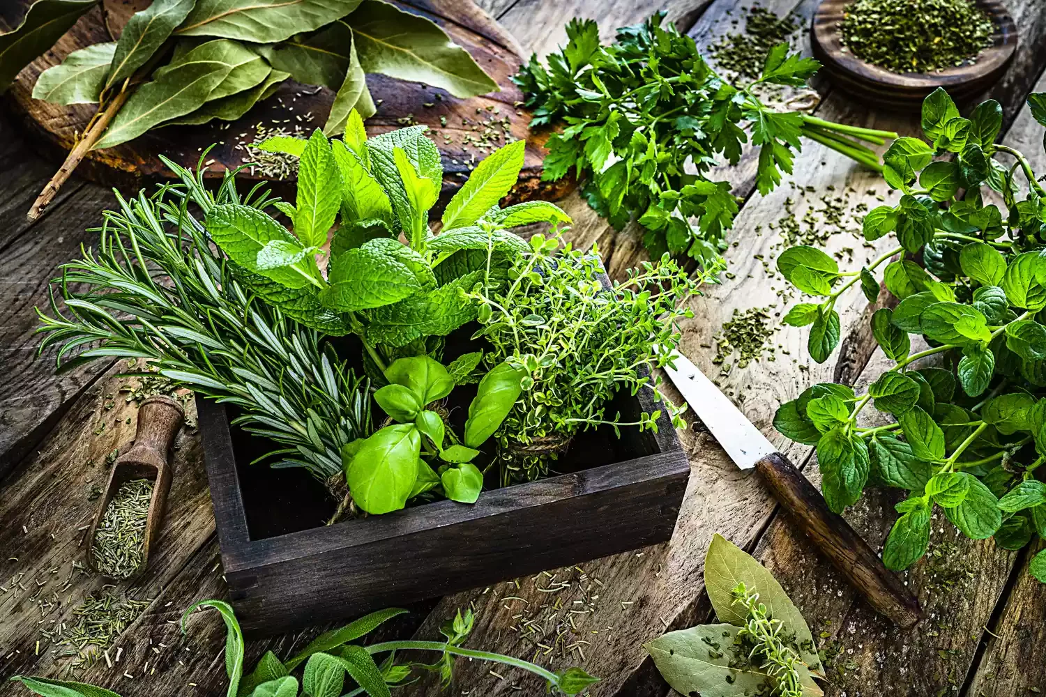 37 Creative Herb Garden Ideas to Transform Your Indoor and Outdoor Spaces Use Herbs as Companions