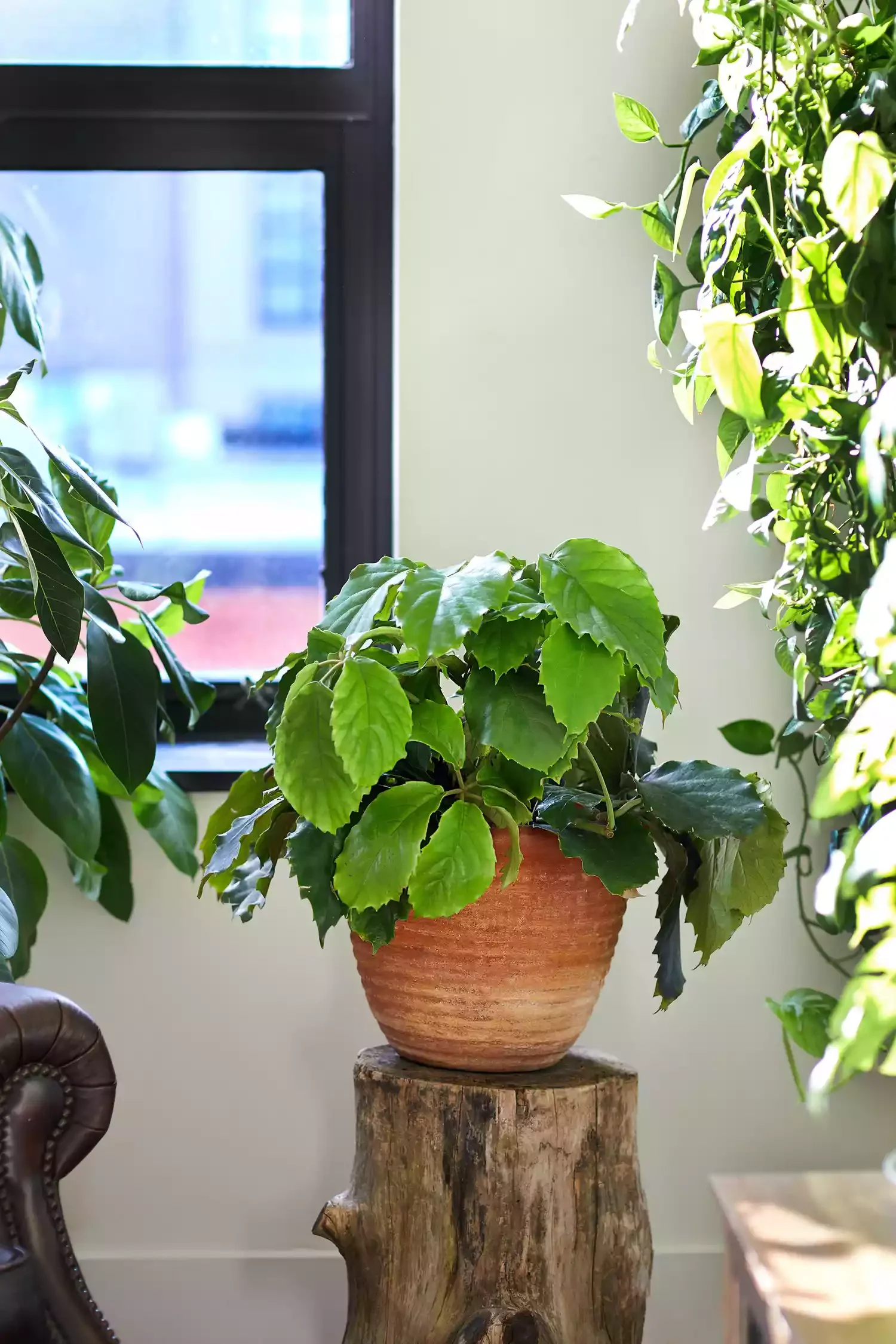 Use It As a Plant Stand