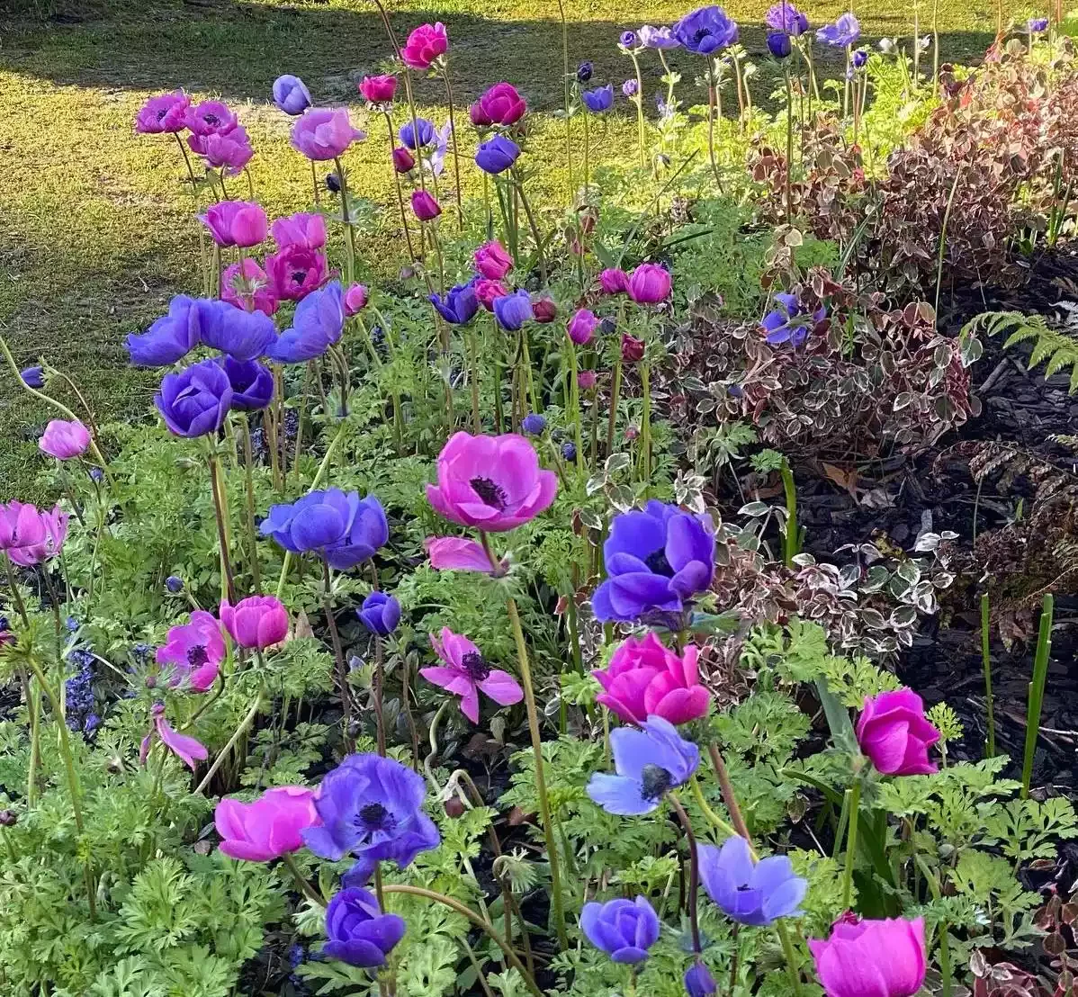 37 Stunning Flower Bed Designs That Will Transform Your Garden Use Jewel Tones