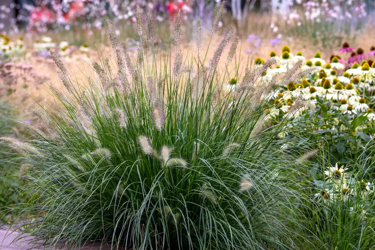 23 Budget-Friendly Front Yard Makeover Ideas That Will Wow Your Neighbors Use Tall Grasses