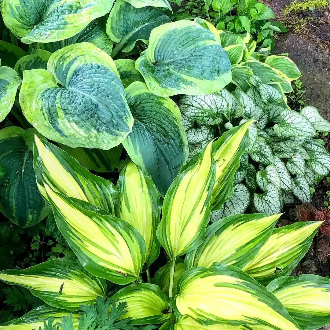 14 Stunning Hosta Garden Ideas That Will Transform Your Outdoor Space Vary Colors With Variegated Leaves