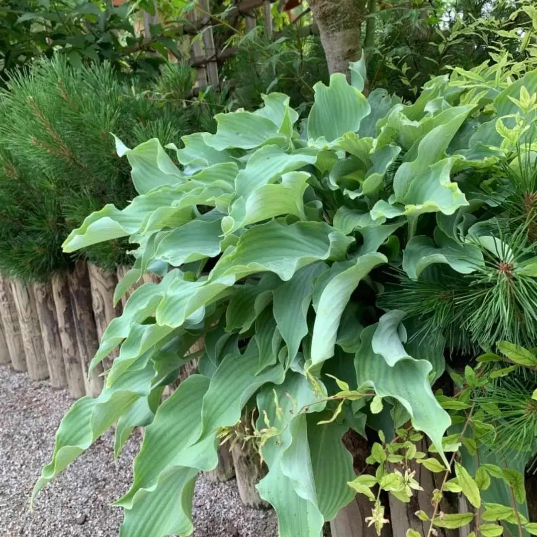 14 Stunning Hosta Garden Ideas That Will Transform Your Outdoor Space Vary Silhouettes