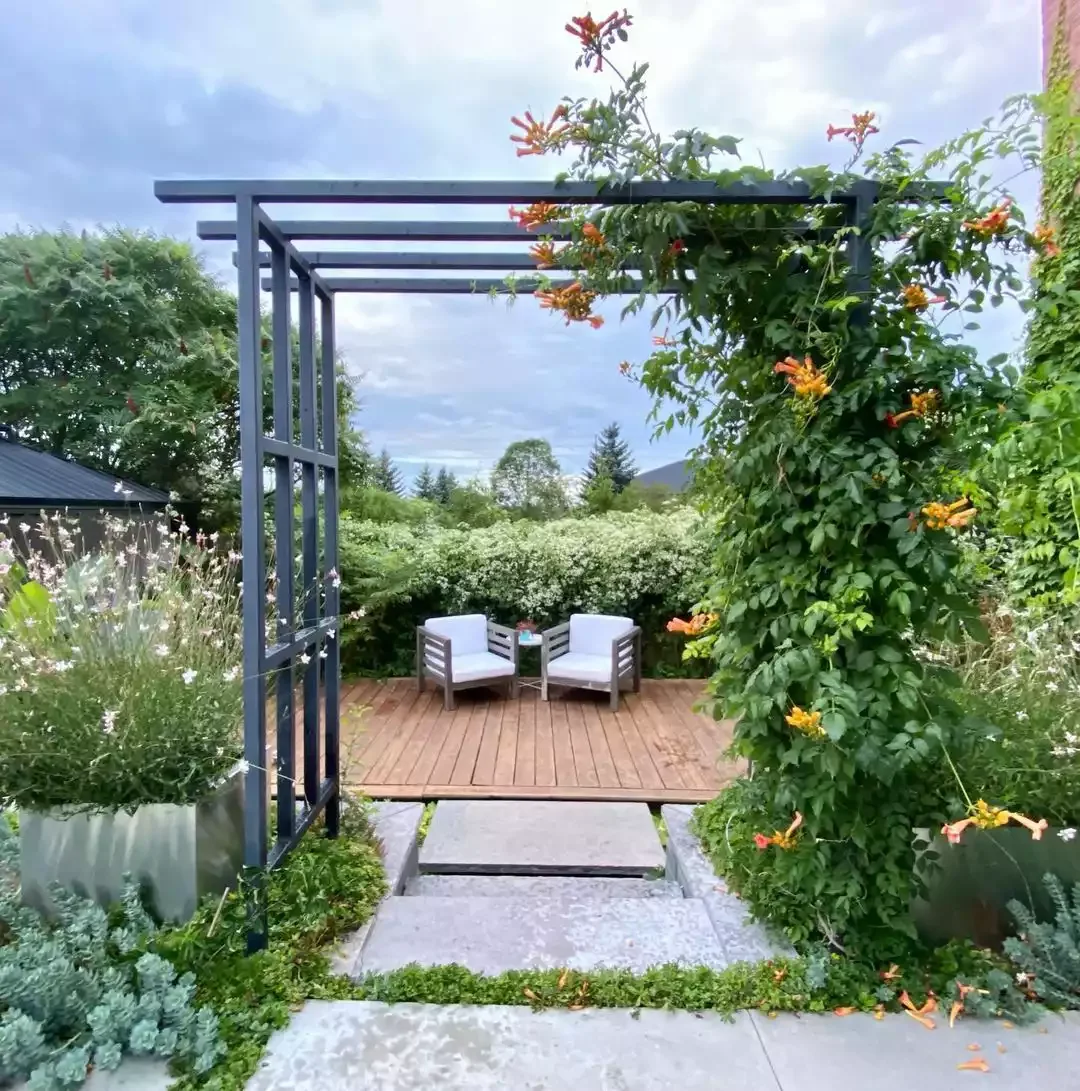 Vines on a Pergola or Arbor