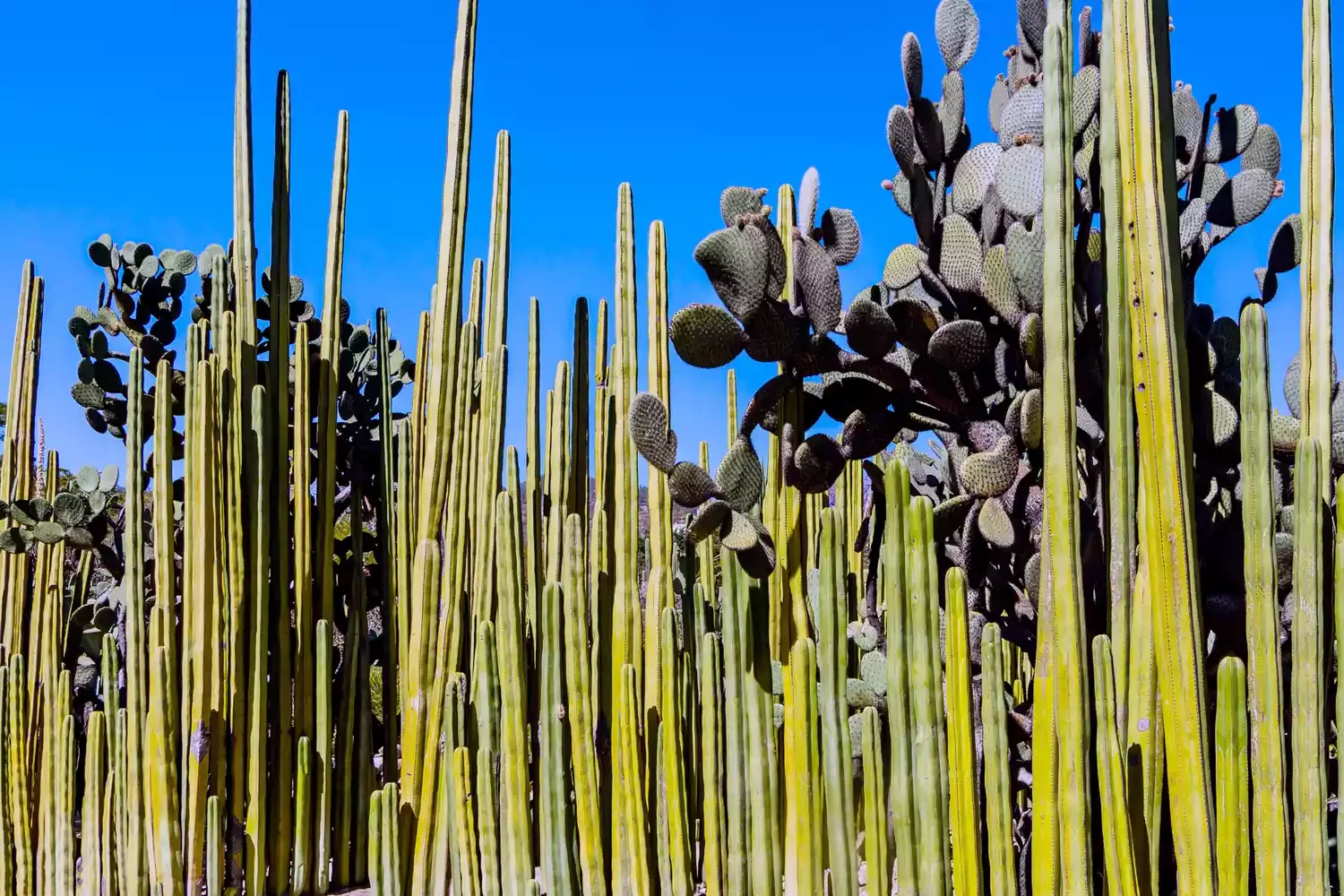 26 Outdoor Privacy Screen Ideas That Create a Private Sanctuary Wall of Cactus