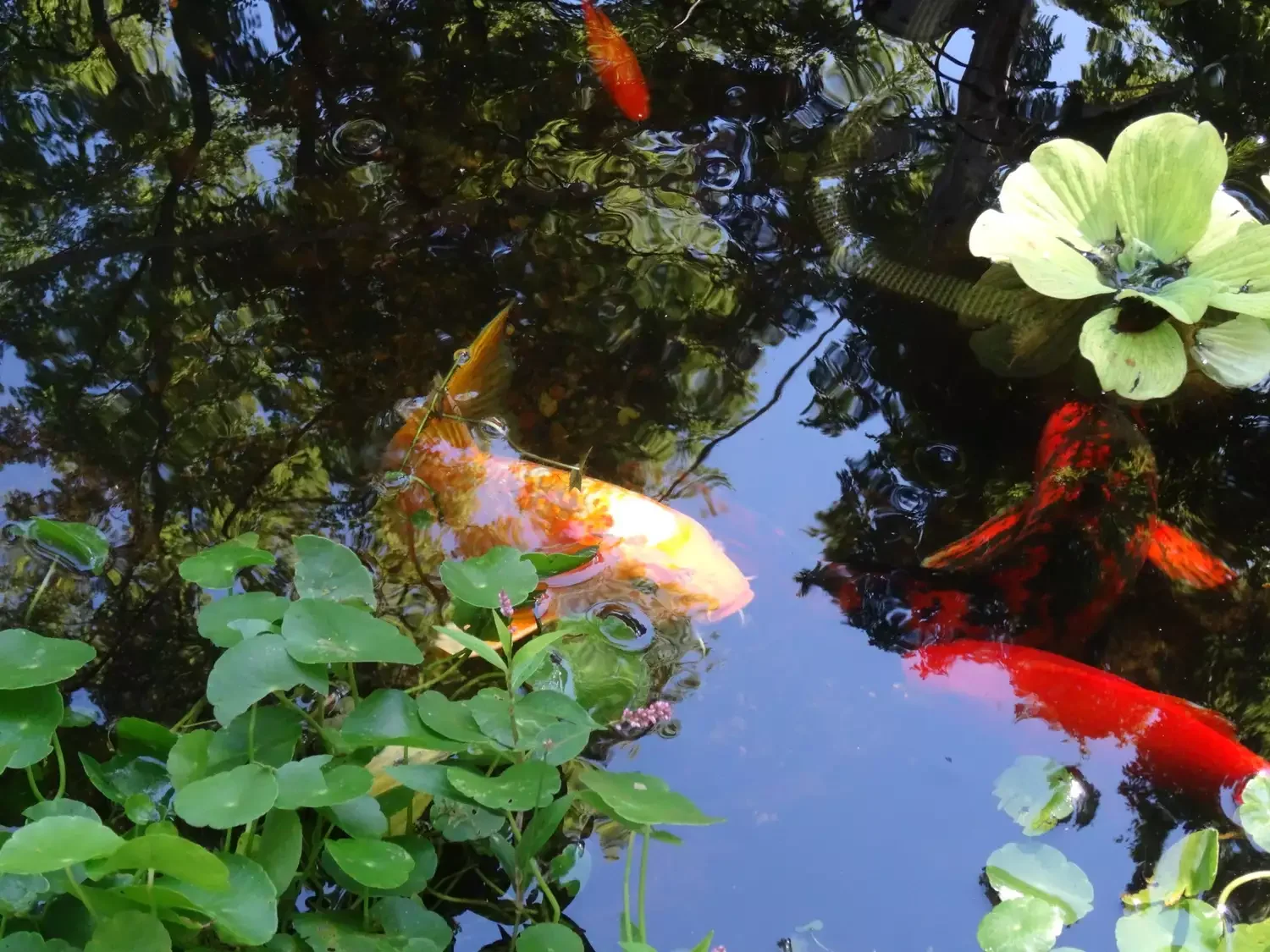 24 Beautiful Koi Pond Designs to Transform Your Outdoor Space Water Garden Koi Pond
