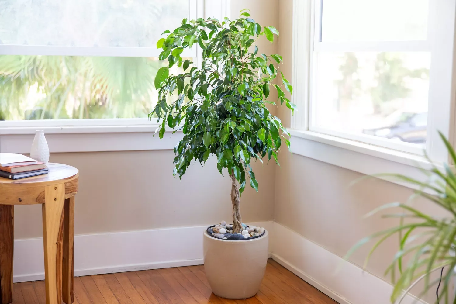 30 Beautiful Indoor Plants That Will Transform Your Home Into a Green Paradise 24 Weeping Fig