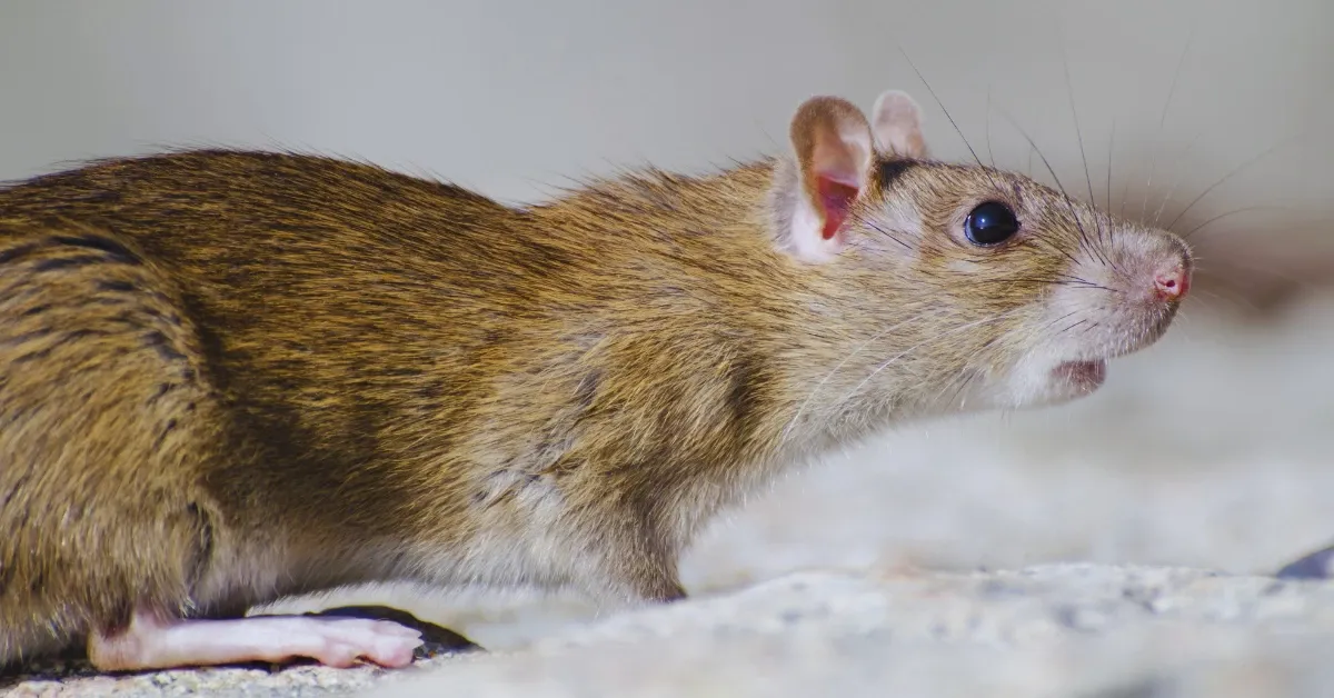 What Renters Can Do When Living With Rats