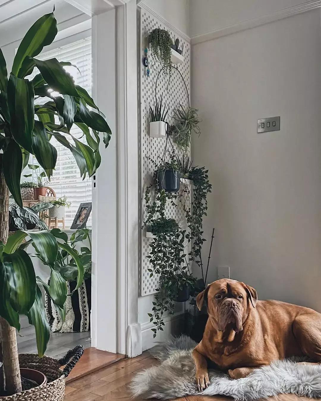 26 Stunning Plant Wall Ideas That'll Transform Your Home Into a Green Paradise 12 White Pegboard Green Wall