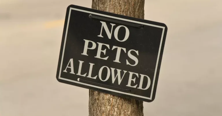 Why Landlord Doesn’t Allow Pets? – Rental Awareness