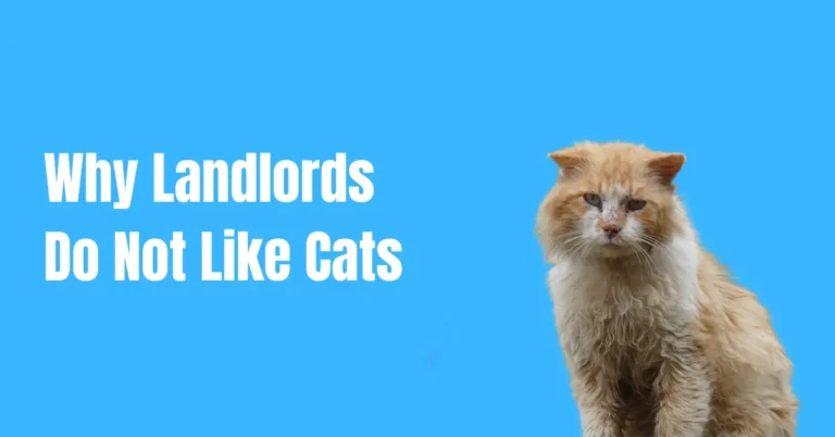 Why Landlords Do Not Like Cats
