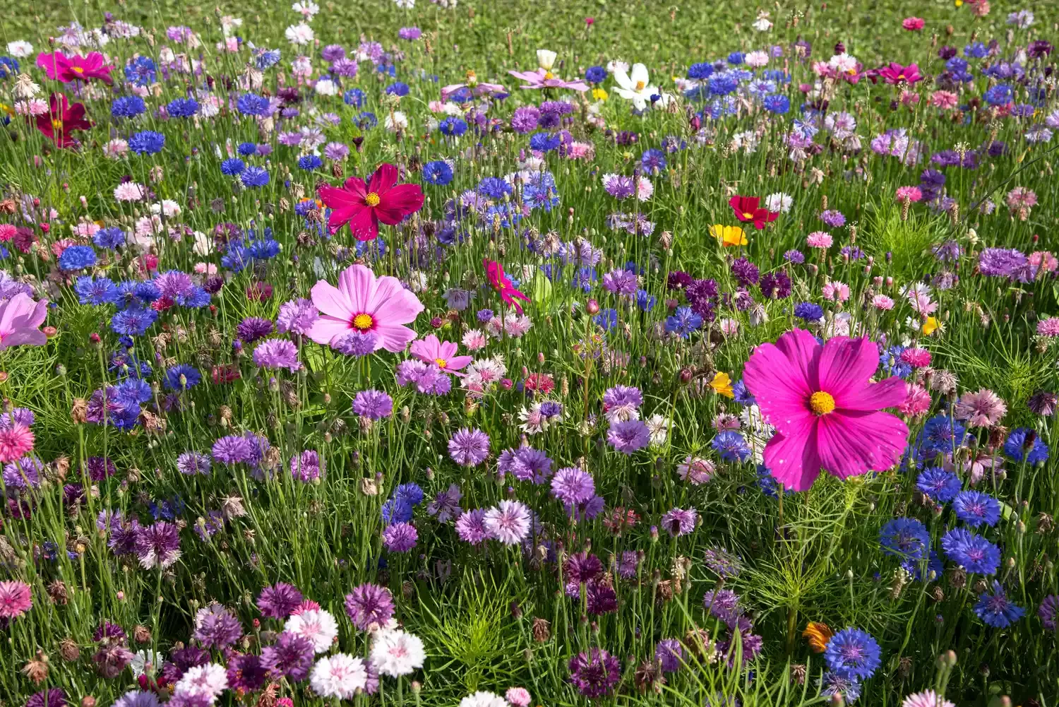 27 Stunning Flower Garden Designs to Transform Your Outdoor Space Wildflower Garden