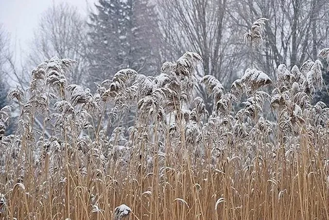 82 Stunning Front Yard Landscaping Ideas to Transform Your Home's Curb Appeal This Spring Winter Wonder