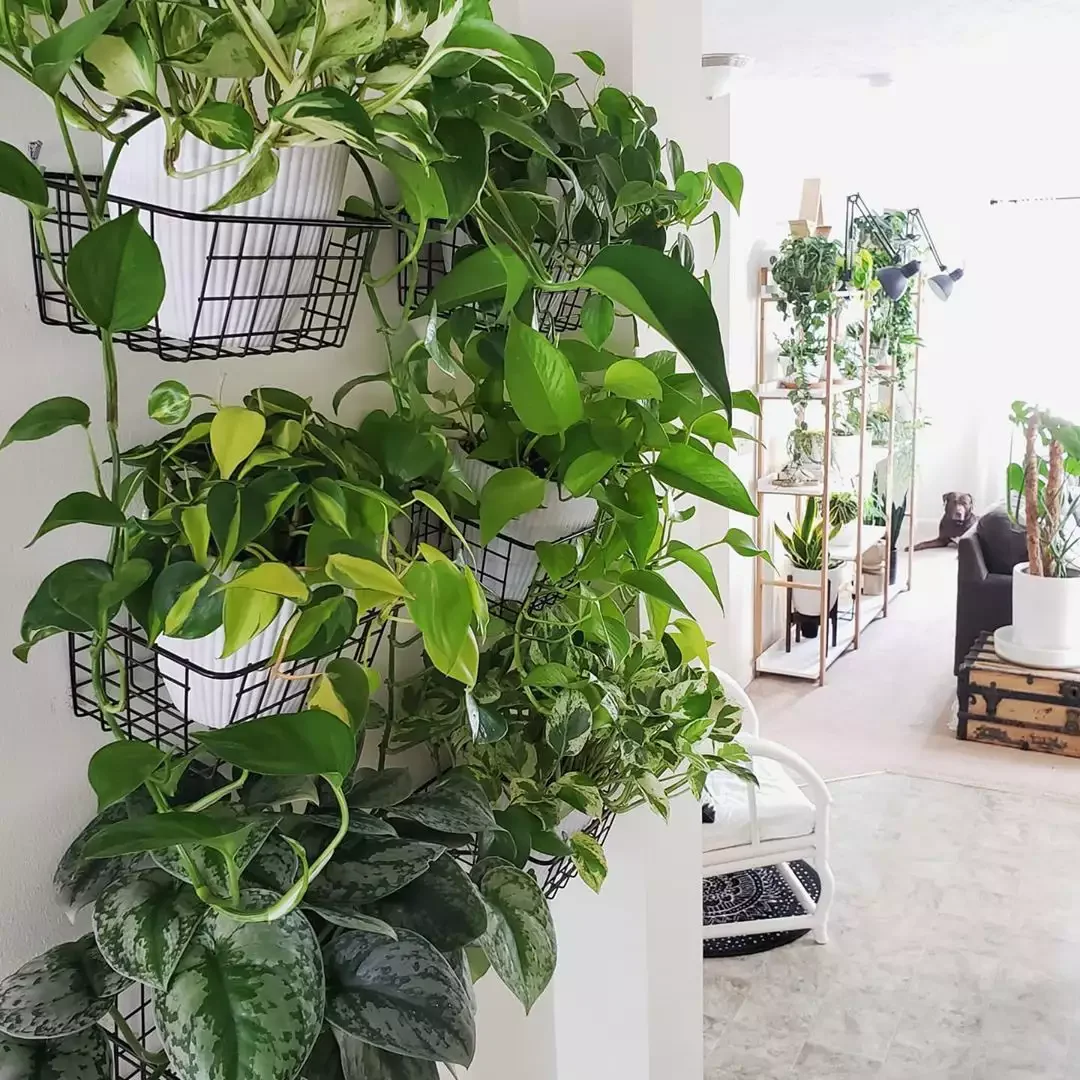 26 Stunning Plant Wall Ideas That'll Transform Your Home Into a Green Paradise 11 Wire Basket Plant Wall