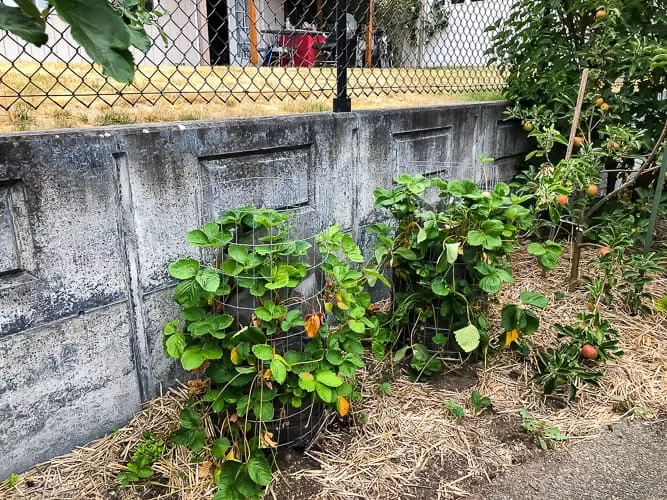 Wire Planter