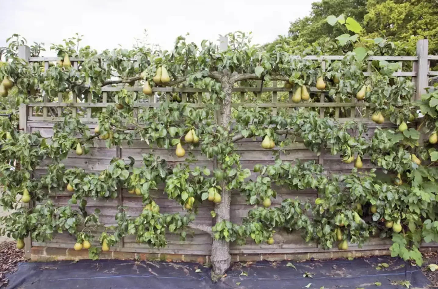 Wire Trellis