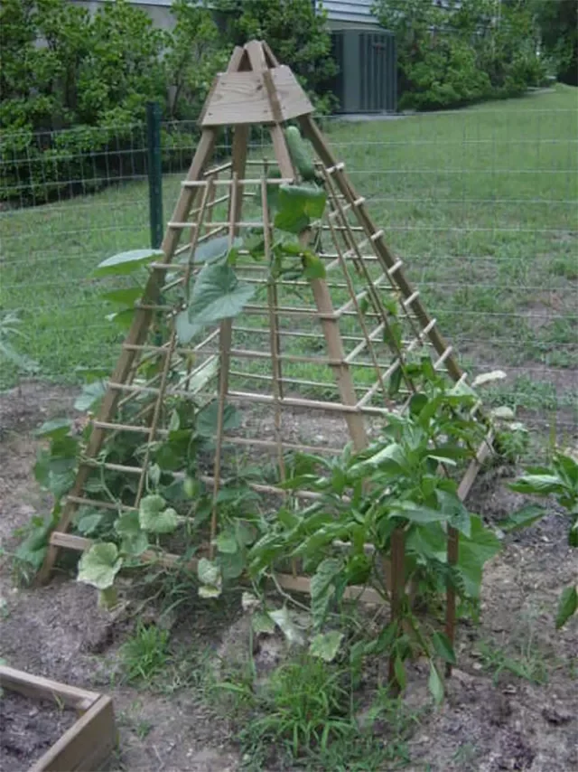 Wood Pyramid Cucumber Trellis