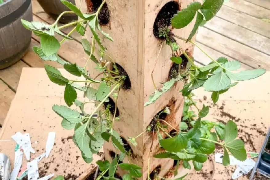 Wooden Strawberry Planter