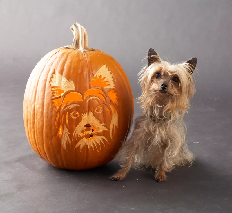 23 Canine Pumpkin Carving Templates That Are Free & Fun 9 Yorkshire Terrier Pumpkin