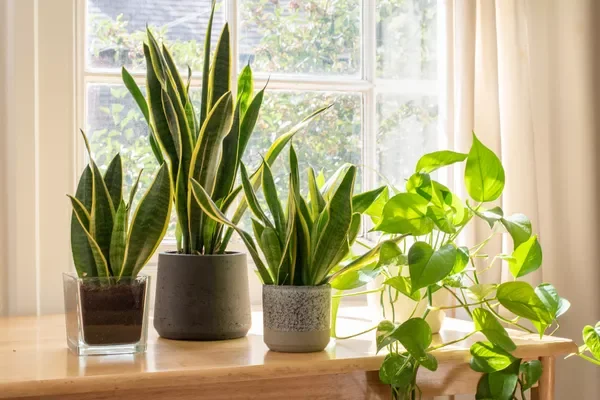 30 Beautiful Indoor Plants That Will Transform Your Home Into a Green Paradise 16 You Might Also Like