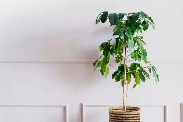 30 Beautiful Indoor Plants That Will Transform Your Home Into a Green Paradise 18 You Might Also Like