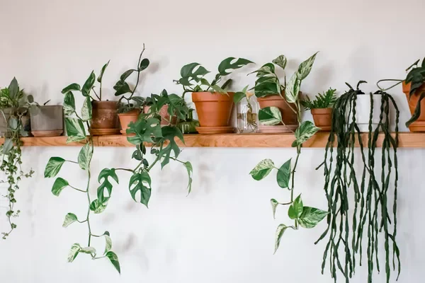30 Beautiful Indoor Plants That Will Transform Your Home Into a Green Paradise 17 You Might Also Like