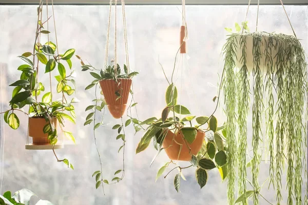 30 Beautiful Indoor Plants That Will Transform Your Home Into a Green Paradise 15 You Might Also Like