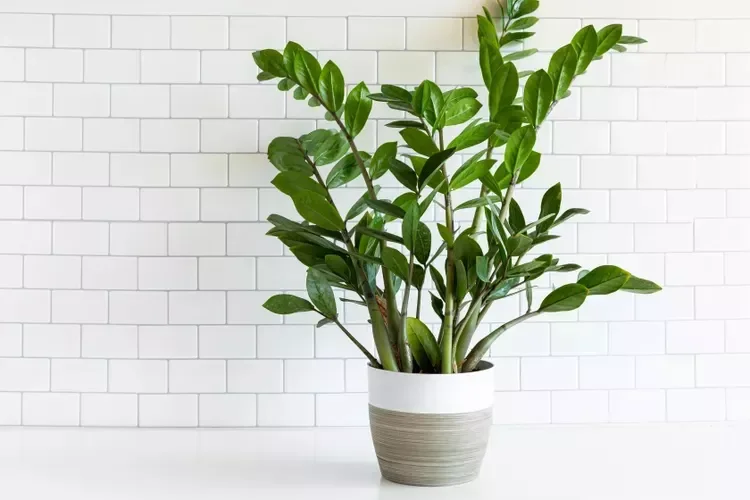 30 Beautiful Indoor Plants That Will Transform Your Home Into a Green Paradise 22 ZZ Plant