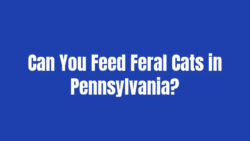 Feral Cat Laws in Pennsylvania (2026): Everything You Need to Know 3 Can You Feed Feral Cats in Pennsylvania?