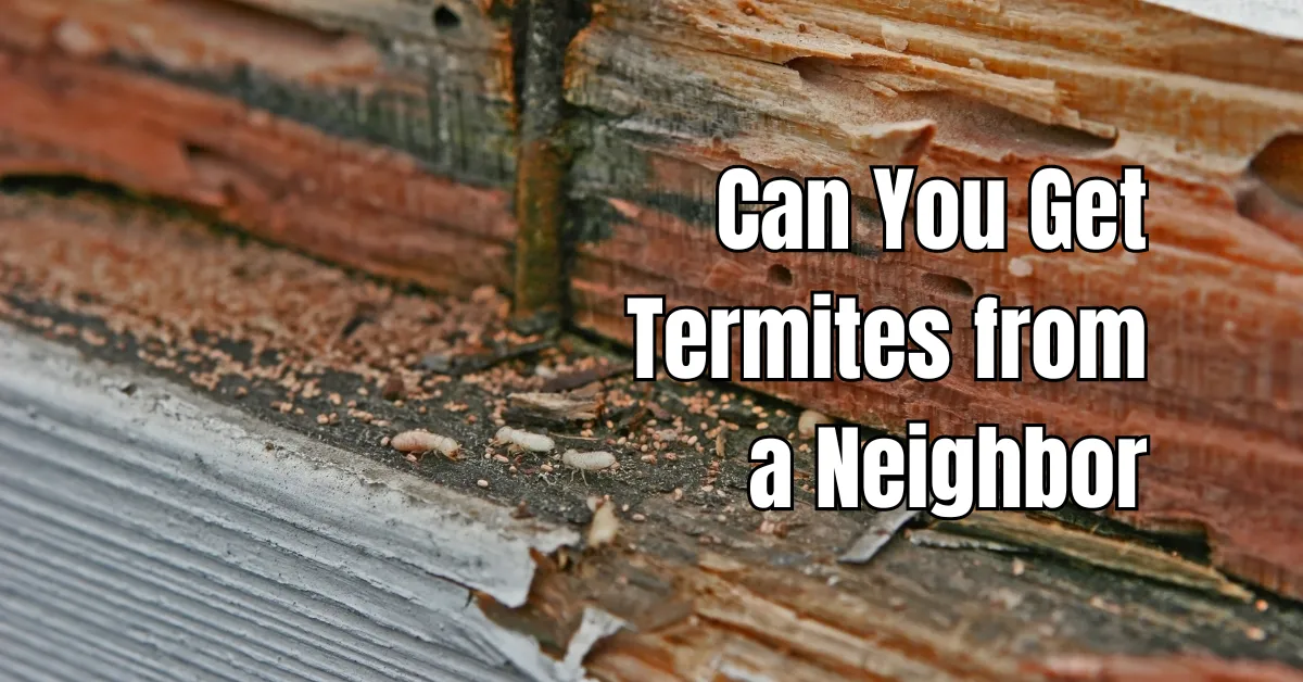 can you get termites from a neighbor