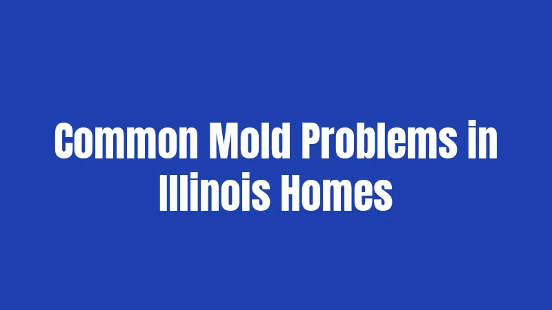 Mold Laws in Illinois (2026): What Landlords and Tenants Need to Know 3 Common Mold Problems in Illinois Homes