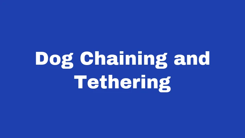 Dog Laws in Kentucky (2026): Rules Every Owner Must Know 5 Dog Chaining and Tethering