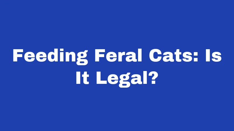 Feeding Feral Cats: Is It Legal?