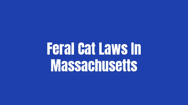 Feral Cat Laws In Massachusetts
