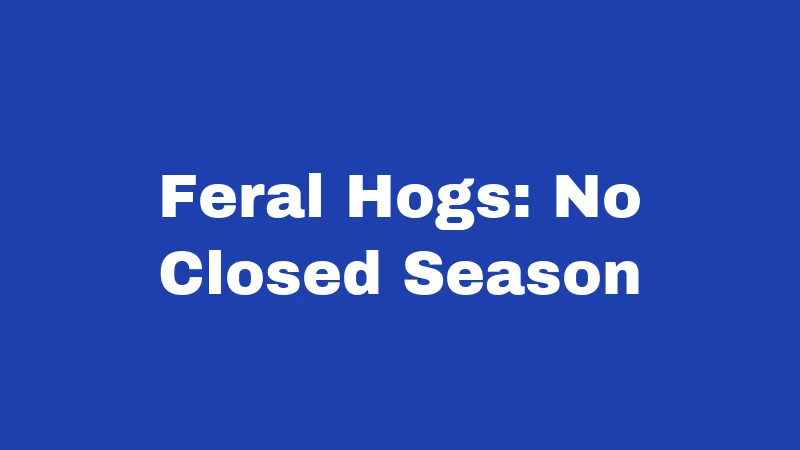 Feral Hogs: No Closed Season
