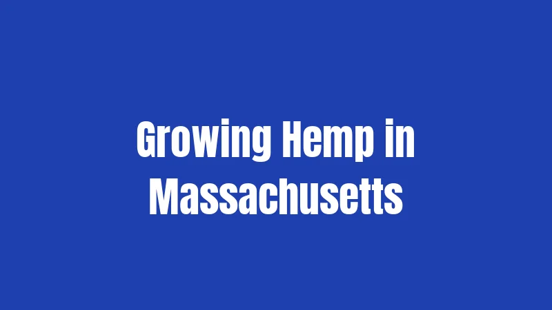 Growing Hemp in Massachusetts