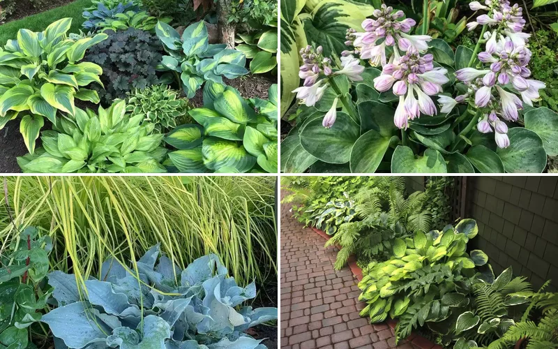 14 Stunning Hosta Garden Ideas That Will Transform Your Outdoor Space hosta garden design ideas featured