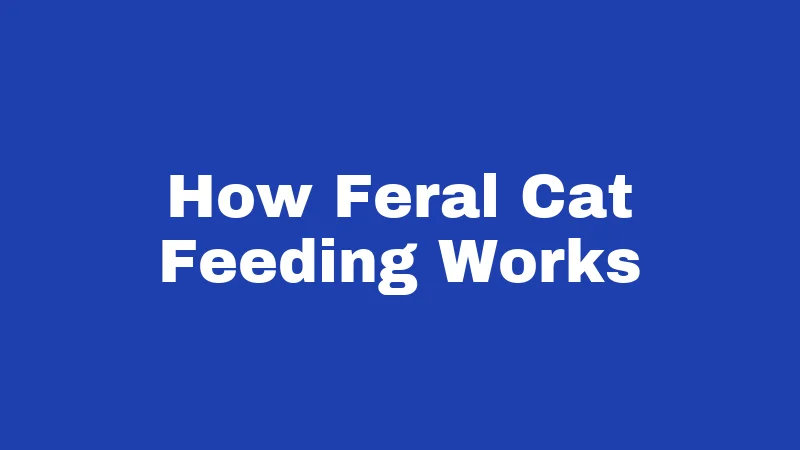 Feral Cat Laws in Alabama (2026): Rules Every Resident Should Know 4 How Feral Cat Feeding Works