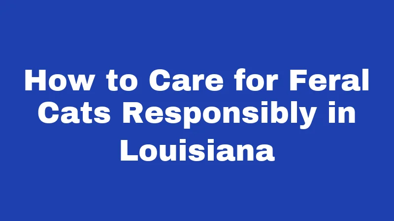 How to Care for Feral Cats Responsibly in Louisiana