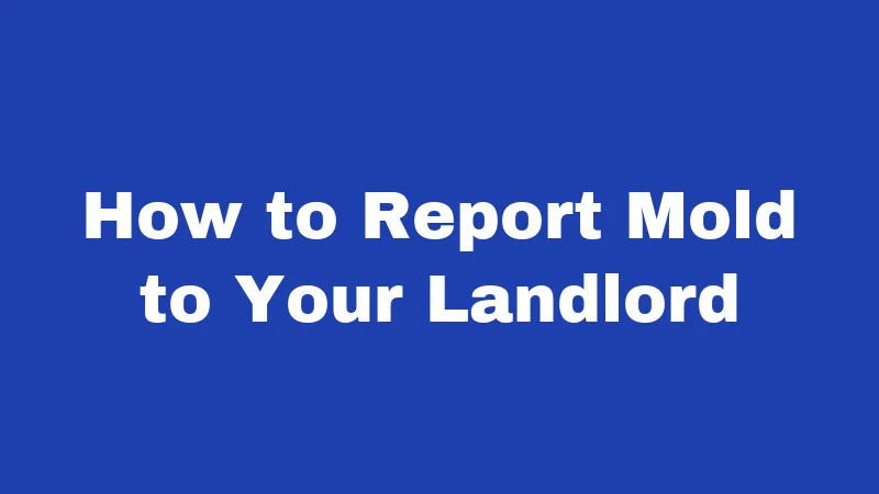 How to Report Mold to Your Landlord